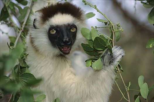 维氏冕狐猴,马达加斯加