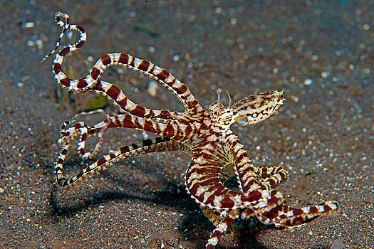 章鱼,海上,仰视,科莫多国家公园,科莫多岛,小,岛屿,印度尼西亚,亚洲