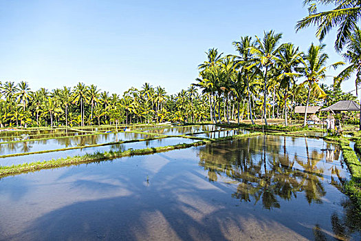 稻田,风景,乌布,巴厘岛,印度尼西亚