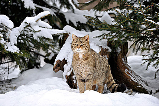 野猫科动物,斑貓,冬天