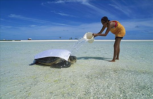 绿海龟,龟类,研究人员,补水,女性,吃惊,退潮,卧,蛋,环礁,巴西