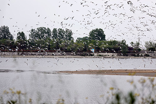 山东省日照市,数千只海鸥翔集两城河口,裸露沙滩瞬间变身,鸟岛