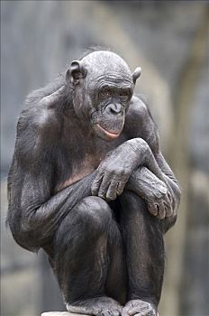 肖像,倭黑猩猩,坐,树桩