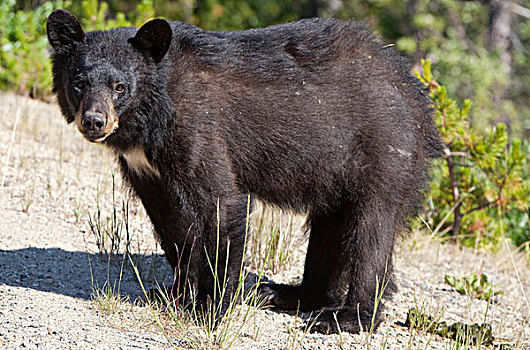 黑熊,美洲黑熊,幼兽,清新,育空地区,加拿大