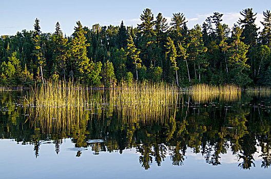树,边缘,湖,木,安大略省,加拿大