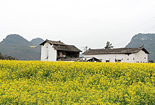 云南罗平县,乡村公路旁,油菜地,徐学哲摄影,尼康,年,月