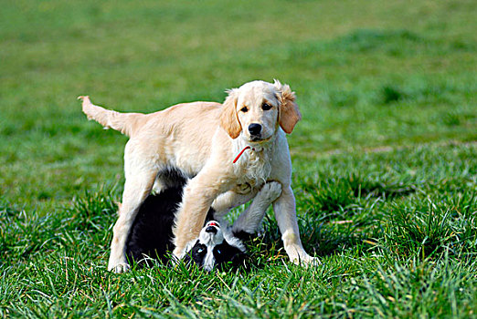 两个,杂种狗,狗,玩,草地