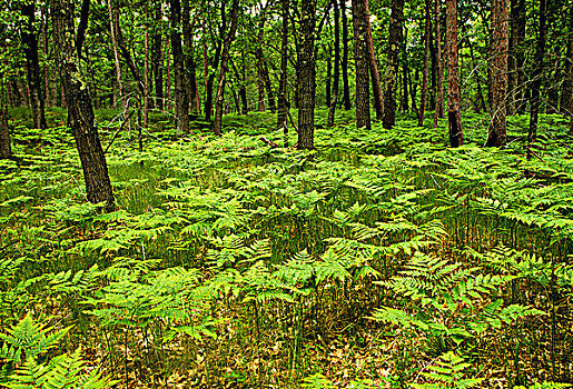 林下叶层,遮盖,欧洲蕨,蕨类,安大略省,加拿大