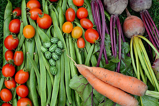 蔬菜,新鲜,汇集,小块菜地