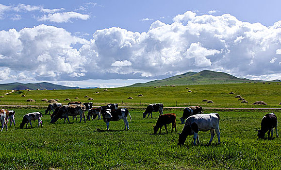 额尔古纳河,恩河,哈马尔河林地