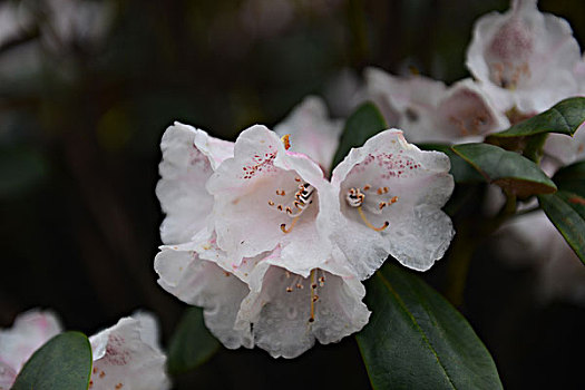 花海