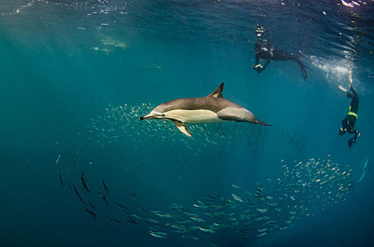 常见海豚,长吻真海豚,水下呼吸管,沙丁鱼,东开普省,南非