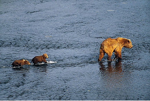 阿拉斯加棕熊,家族,水中,科迪亚克熊,野生动植物保护区