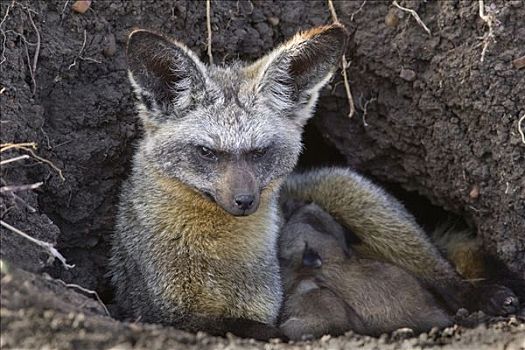 大耳狐,父母,白天,老,幼仔,巢穴,马赛马拉国家保护区,肯尼亚