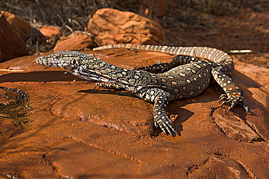 巨大,巨蜥,国家公园,北领地州,澳大利亚