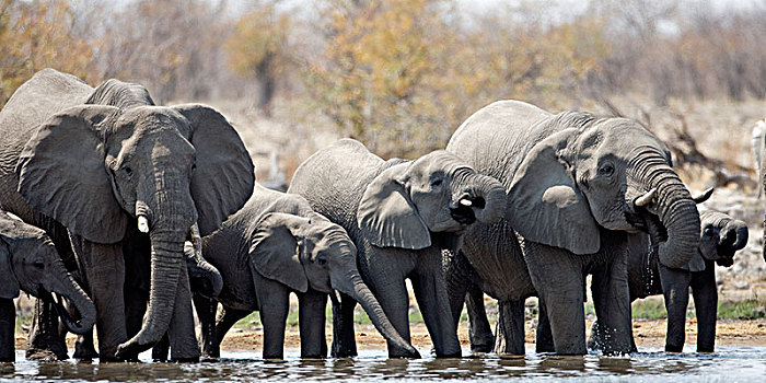 非洲,灌木,大象,非洲象,牧群,水潭