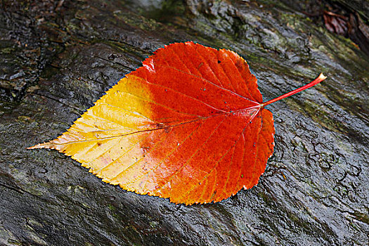 秋天,彩色,叶子,国家公园,日本