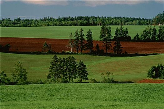农田,靠近,爱德华王子岛,加拿大