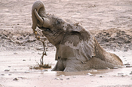 非洲象,泥,浴室,埃托沙国家公园,纳米比亚,非洲
