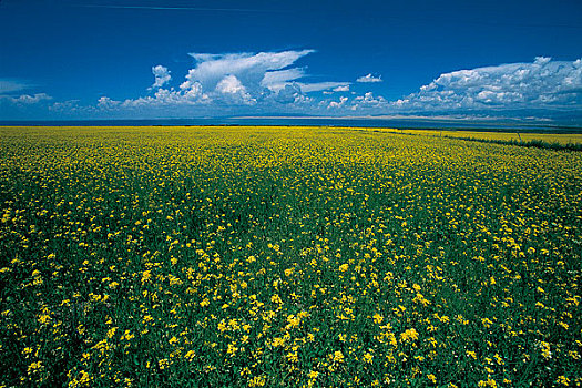 青海油菜花田