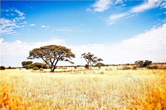 草原,卡拉哈里沙漠,非洲