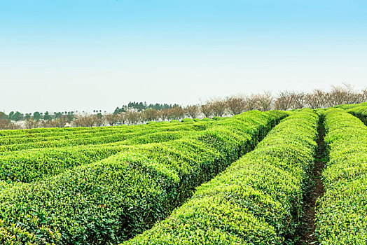 俯瞰南昌县凤凰沟景区的茶园