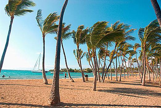夏威夷,夏威夷大岛,柯哈拉海岸,海滩,棕榈树