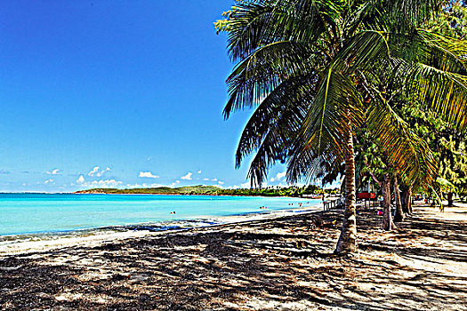 棕榈树,海滩,海洋,岛屿,波多黎各