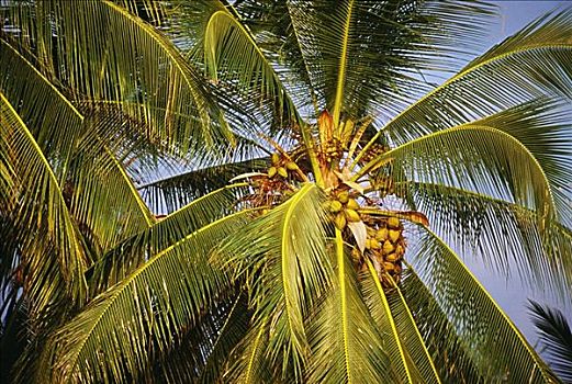 夏威夷,特写,上面,棕榈树,椰树,悬挂,棕榈叶