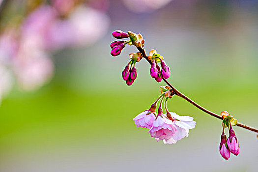 特写,花