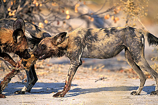 博茨瓦纳,莫雷米禁猎区,非洲野狗,非洲野犬属,黑斑羚,杀