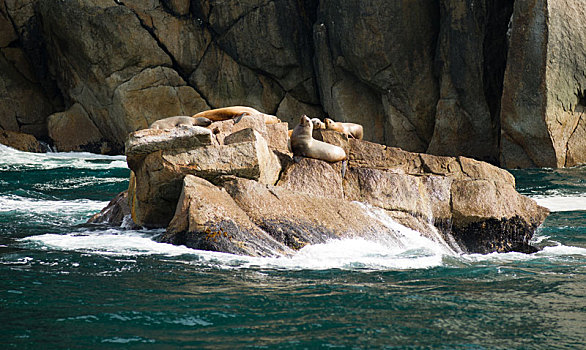 海狮,干燥,室外,岩石,阿拉斯加,瓦尔德斯半岛,湾