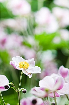 日本银莲花,花,花园,特写