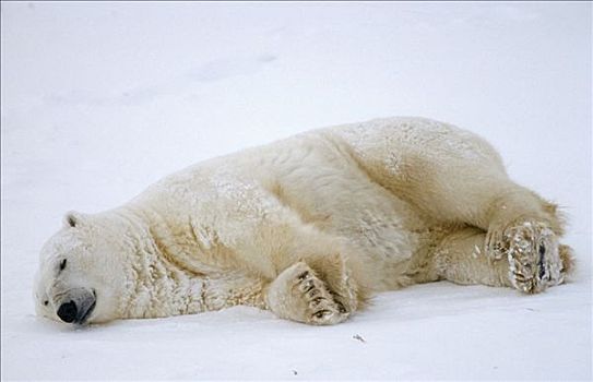 北极熊,躺,雪中,丘吉尔市,曼尼托巴,加拿大