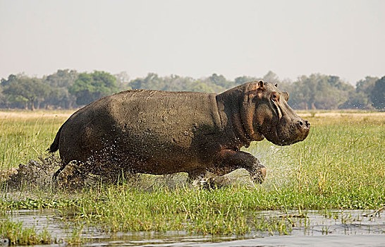 河马,雄性动物,跑,浅水,草,岛屿,赞比西河,赞比西河下游国家公园,赞比亚,非洲
