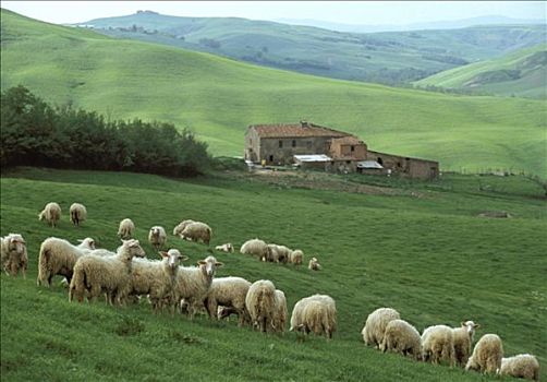 意大利,托斯卡纳,靠近,赭色,绵羊,农场,背影
