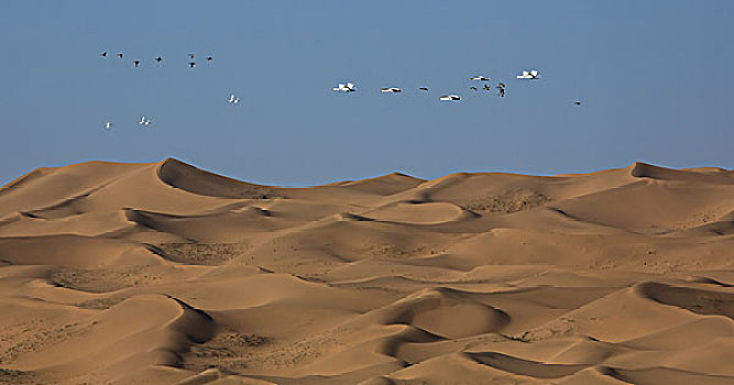 内蒙古腾格里沙漠天鹅