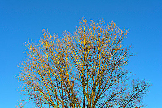 秃树,冬天,黑森州,德国