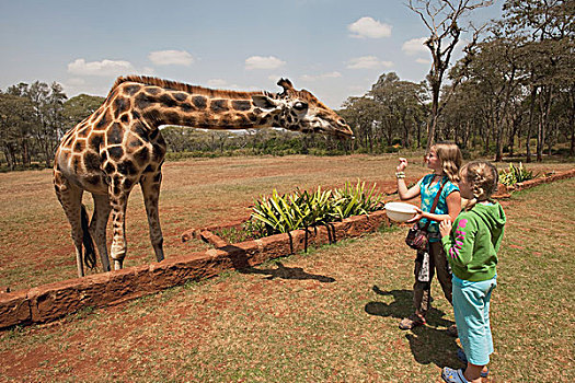 孩子,长颈鹿,肯尼亚,非洲