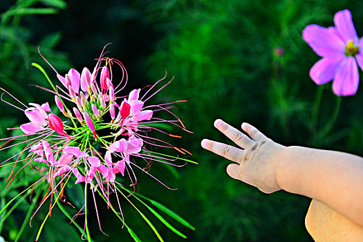 小手与鲜花