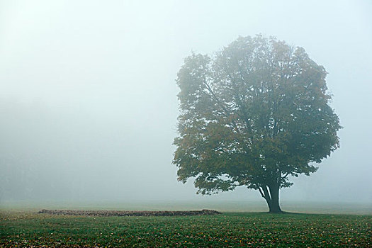 软,晨雾,孤单,秋天,树