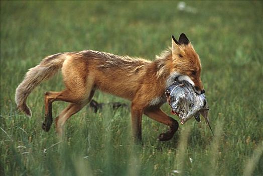 红狐,狐属,银鲑,块,大灰熊,棕熊,卡特麦国家公园,阿拉斯加