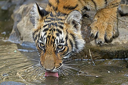 孟加拉虎,虎,幼兽,饮用水,小,水塘,拉贾斯坦邦,国家公园,印度,亚洲
