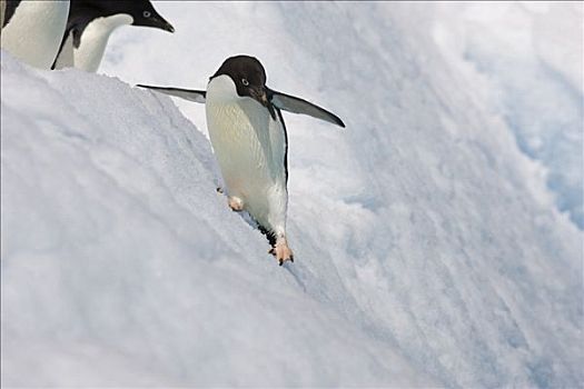 阿德利企鹅,滑动,冰山,保利特岛,南极