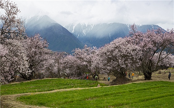 野桃花观赏圣地索松村