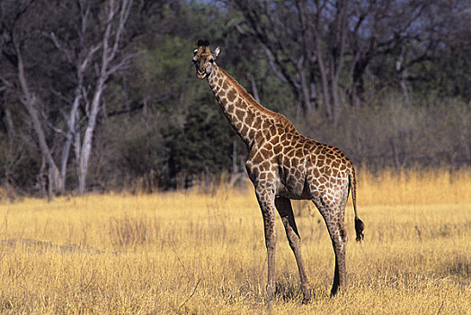 博茨瓦纳,奥卡万戈三角洲,莫瑞米,自然保护区,马赛长颈鹿