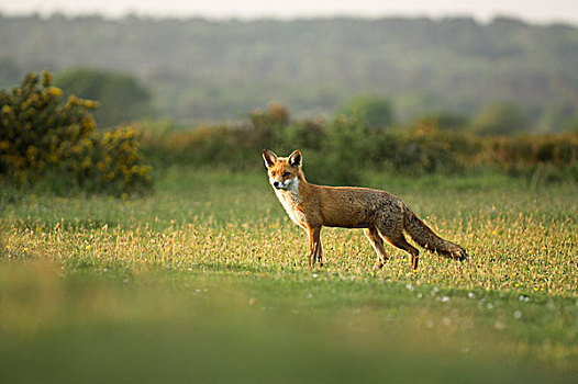 红色,狐狸,成年,女性,猎捕,低地,石南灌丛,多西特,英格兰,英国,欧洲