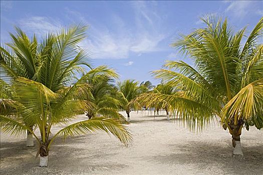 棕榈树,海滩,胜地,海湾群岛,洪都拉斯