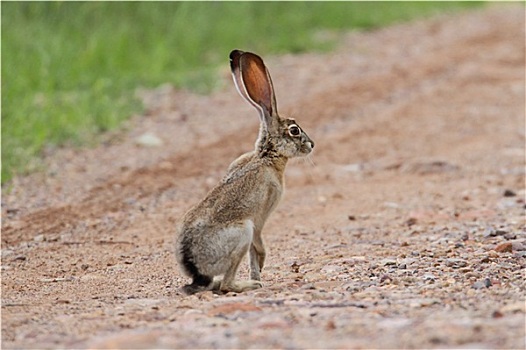 北美野兔,兔属