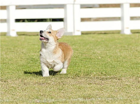 柯基犬